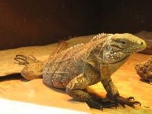 2.5 yr old lewisi X