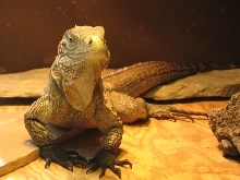 2.5 yr old lewisi X