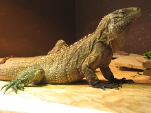 2.5 yr old lewisi X