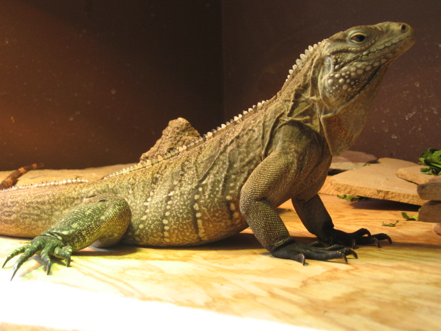 2.5 yr old lewisi X