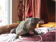 2.5 year old male cyclura on the chair