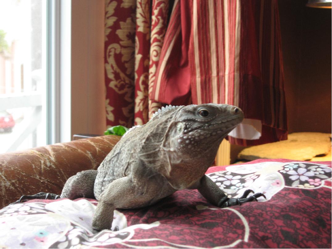 2.5 year old male cyclura on the chair