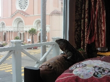 Basil staring out the window