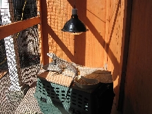 Cyclura Hybrid getting some (from inside cage)