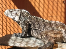 Cyclura Hybrid getting some outdoor sun close up