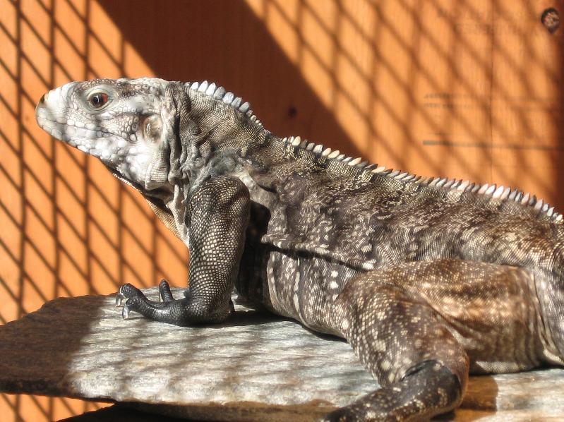 Cyclura Hybrid getting some outdoor sun close up