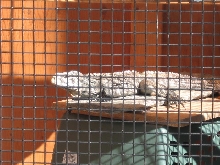 Cyclura Hybrid getting some outdoor sun 1