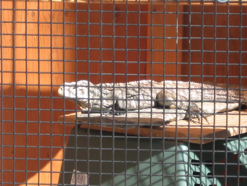 Cyclura Hybrid getting some outdoor sun 1