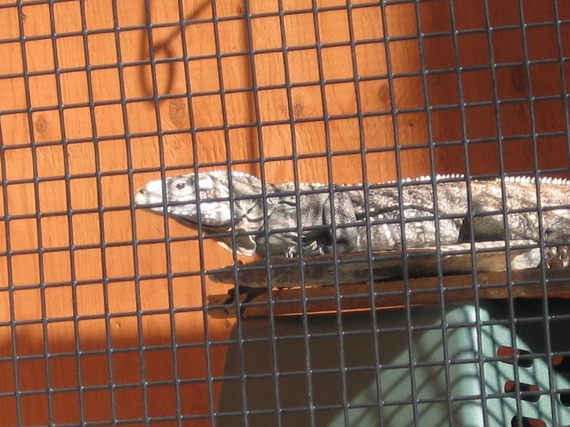 Cyclura Hybrid getting some outdoor sun 3