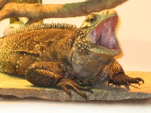 yawning 1