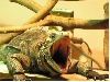 yawning 2