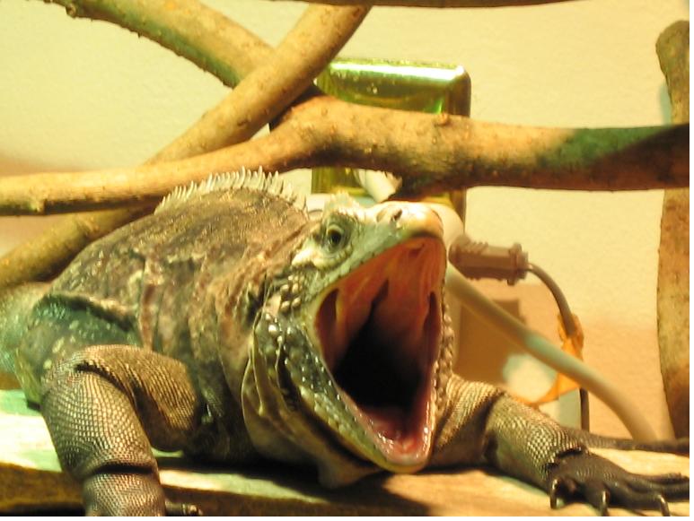 yawning 2