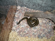 Ukrainian anaconda!