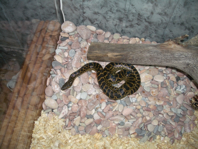 Ukrainian anaconda!