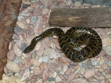 Ukrainian anaconda!