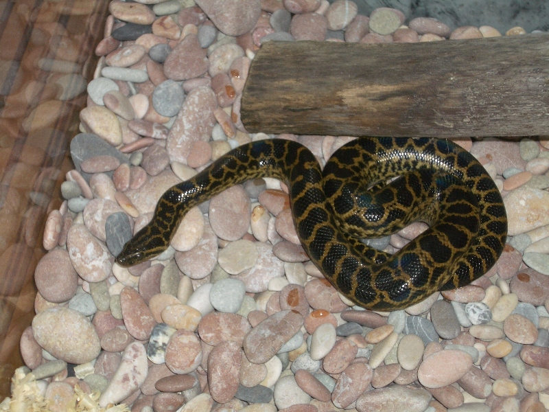 Ukrainian anaconda!