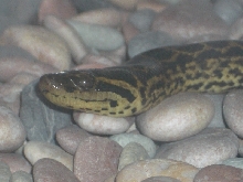 Ukrainian anaconda!