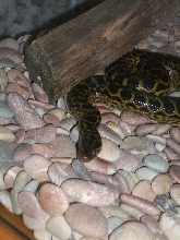 Ukrainian anaconda!