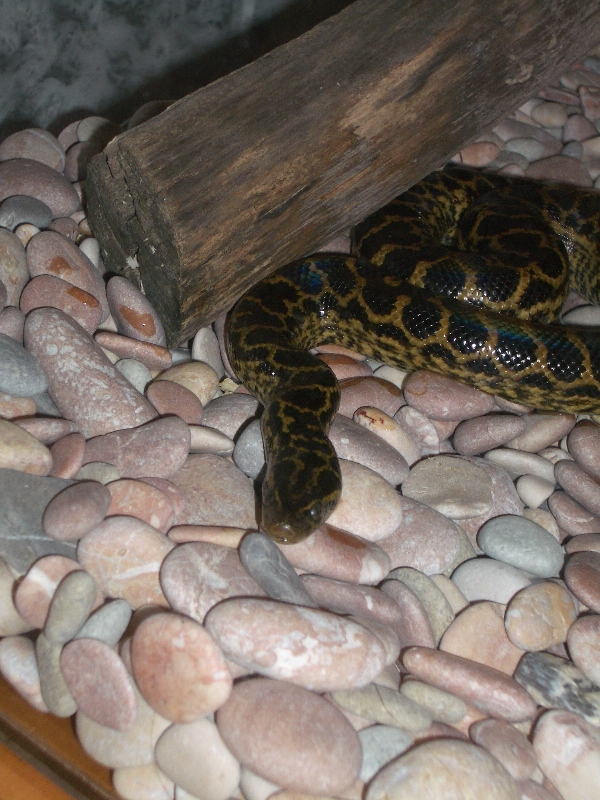 Ukrainian anaconda!