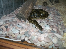 Ukrainian anaconda!