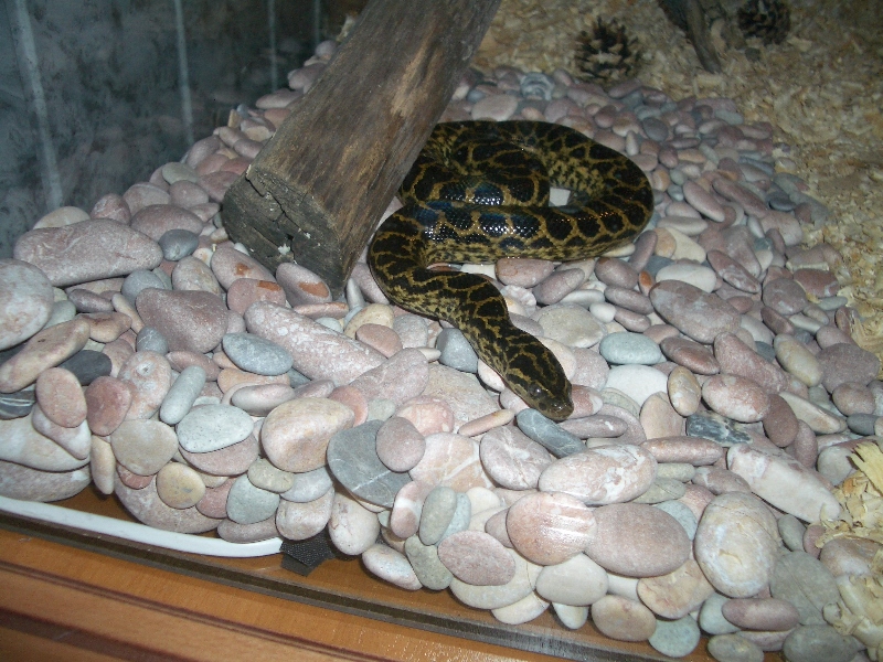 Ukrainian anaconda!
