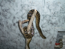 Ukrainian anaconda!
