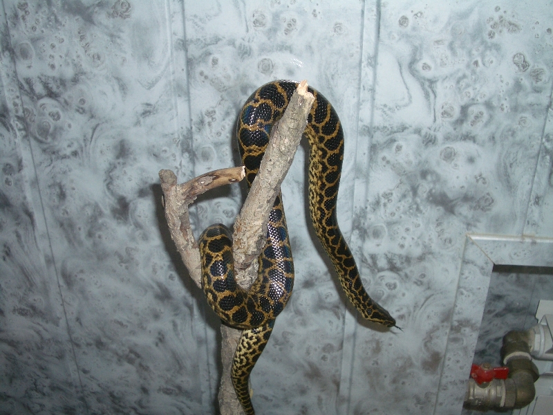 Ukrainian anaconda!