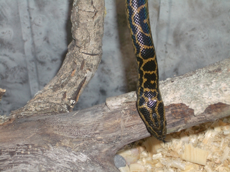 Ukrainian anaconda!