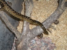 Ukrainian anaconda!