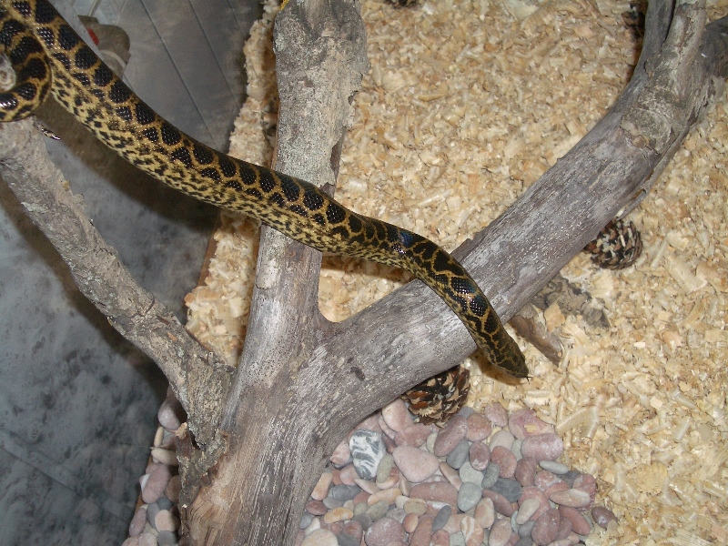 Ukrainian anaconda!