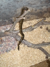 Ukrainian anaconda!