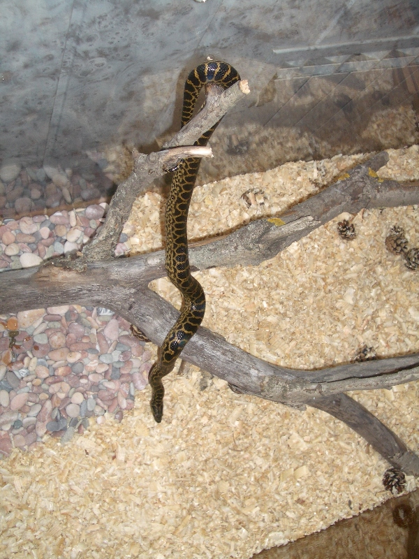 Ukrainian anaconda!