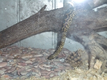 Ukrainian anaconda!