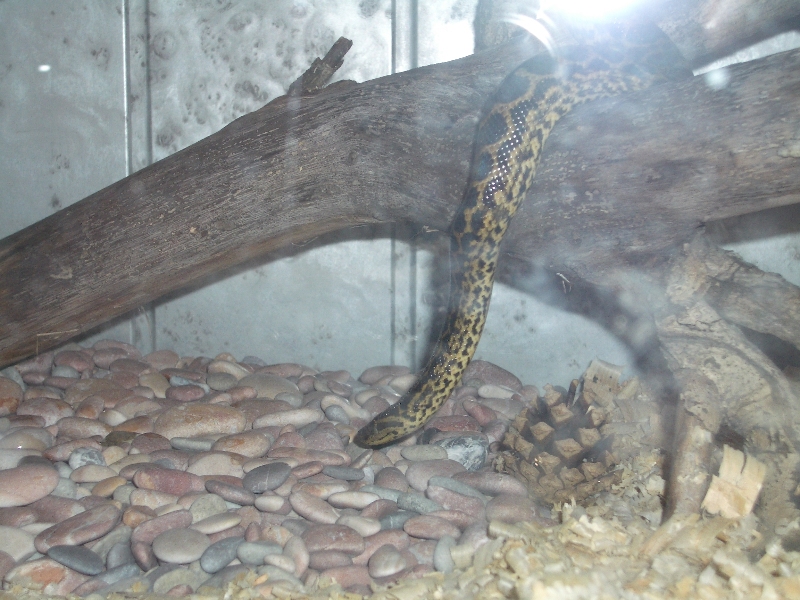 Ukrainian anaconda!
