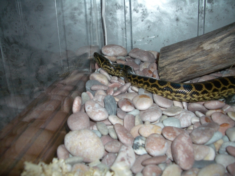 Ukrainian anaconda!