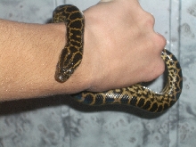 Ukrainian anaconda!