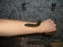 Ukrainian anaconda!