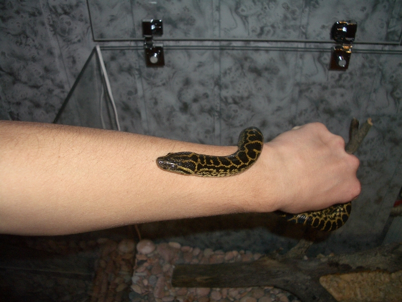 Ukrainian anaconda!
