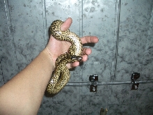 Ukrainian anaconda!