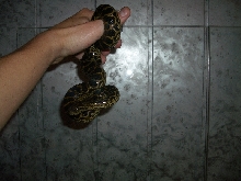Ukrainian anaconda!