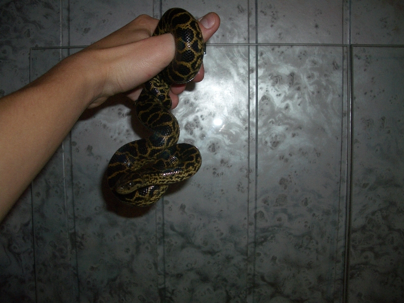 Ukrainian anaconda!