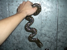 Ukrainian anaconda!