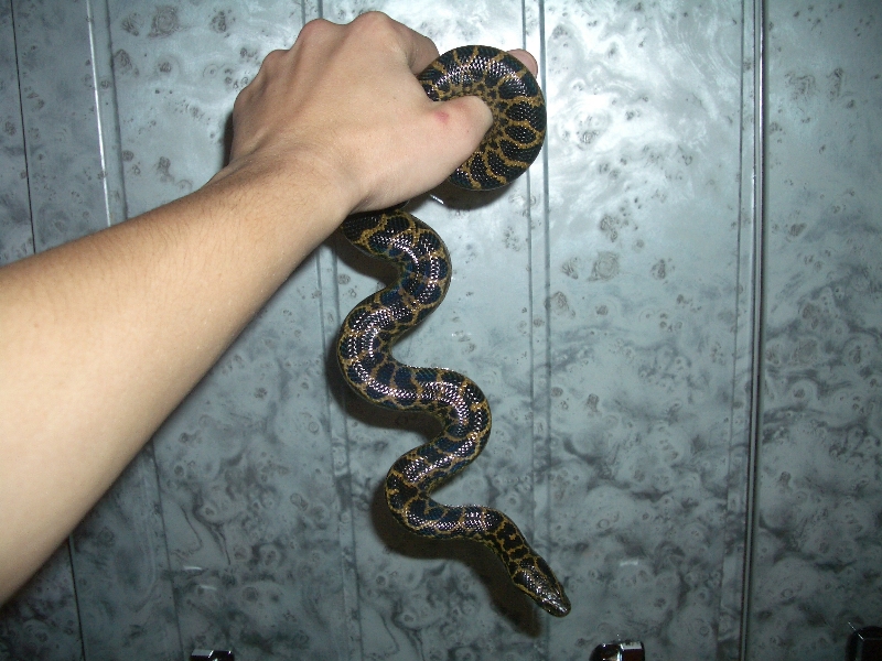 Ukrainian anaconda!