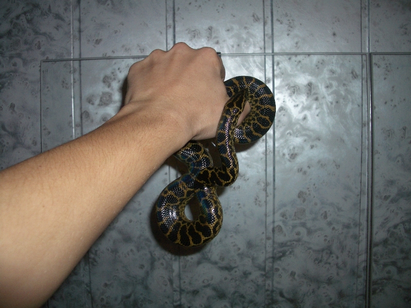 Ukrainian anaconda!