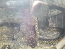 Ukrainian anaconda!