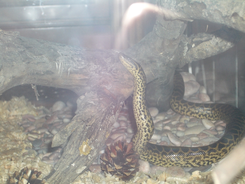 Ukrainian anaconda!