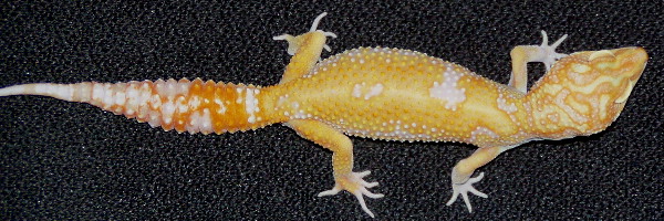 Gizmo Female Leopard gecko
