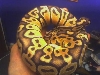 05 Pastel male