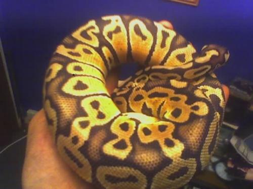 05 Pastel male