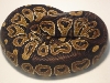 brown stripe male